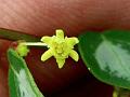 Quadrangular Leaf-Flower